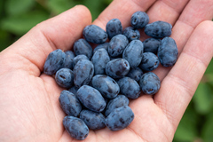 Саженец Жимолости Канадской «Индиго Джем» (Indigo Gem) ( Сладкий «самоцвет», Не осыпается, Урожайная)