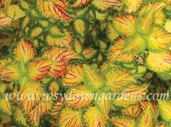 Electric Slide колеус КСР