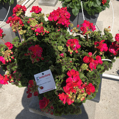 2820 Пеларгония зональная QUALITY LINE PAC FOXY (Весна 2026)