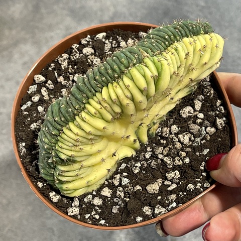 Трихоцереус Паханой Кристата Вариегата (3) d12