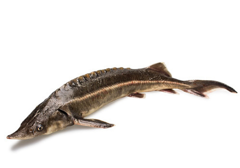 Стерлядь фермерская охлажденная~600г