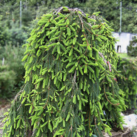 Ель инверса 140 см