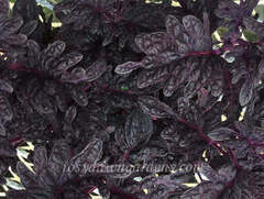 UTS Black Coral колеус_КСР