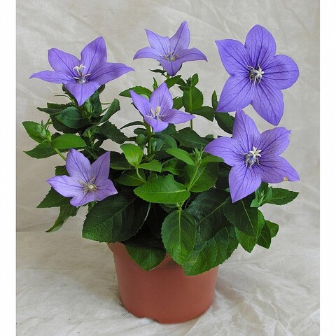 Платикодон Blue