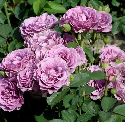 Терра Лимбургия (Terra Limburgia)