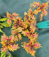 Golden Dawn Тай колеус КСР