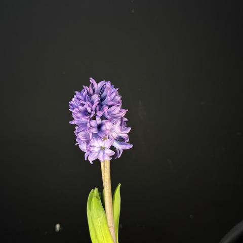 Гиацинт / 1 шт