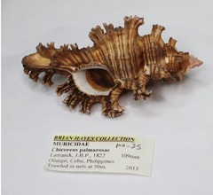 Мурекс Ветка Розы (Chicoreus palmarosae), 10см, 1шт