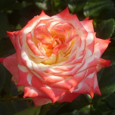Роза чайно-гибридная Empress Farah