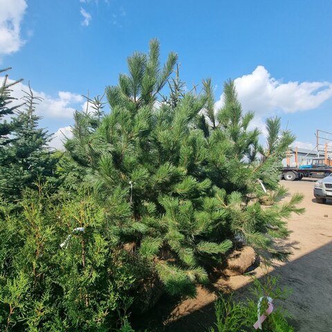 Сосна черная видовая | Pinus nigra 200-250 см