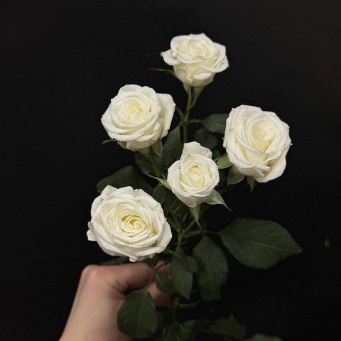 Роза кустовая wedding party 60 см / 1 шт