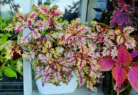 Flash колеус КСР