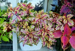 Flash колеус КСР