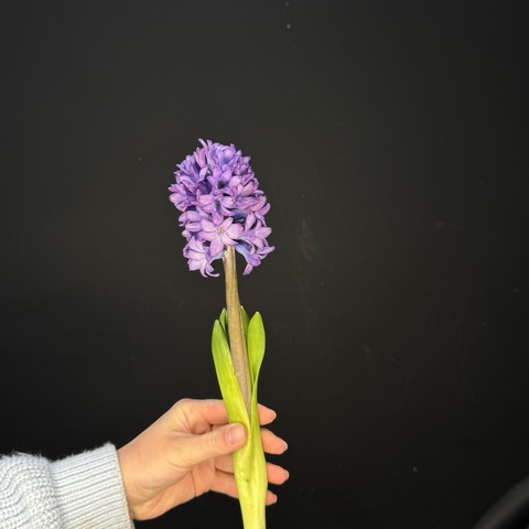 Гиацинт / 1 шт