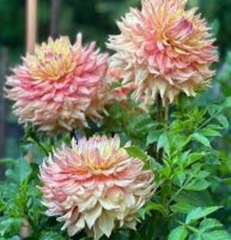 Георгин Винс Аспен Глоу (Wyn's Aspen Glow' )