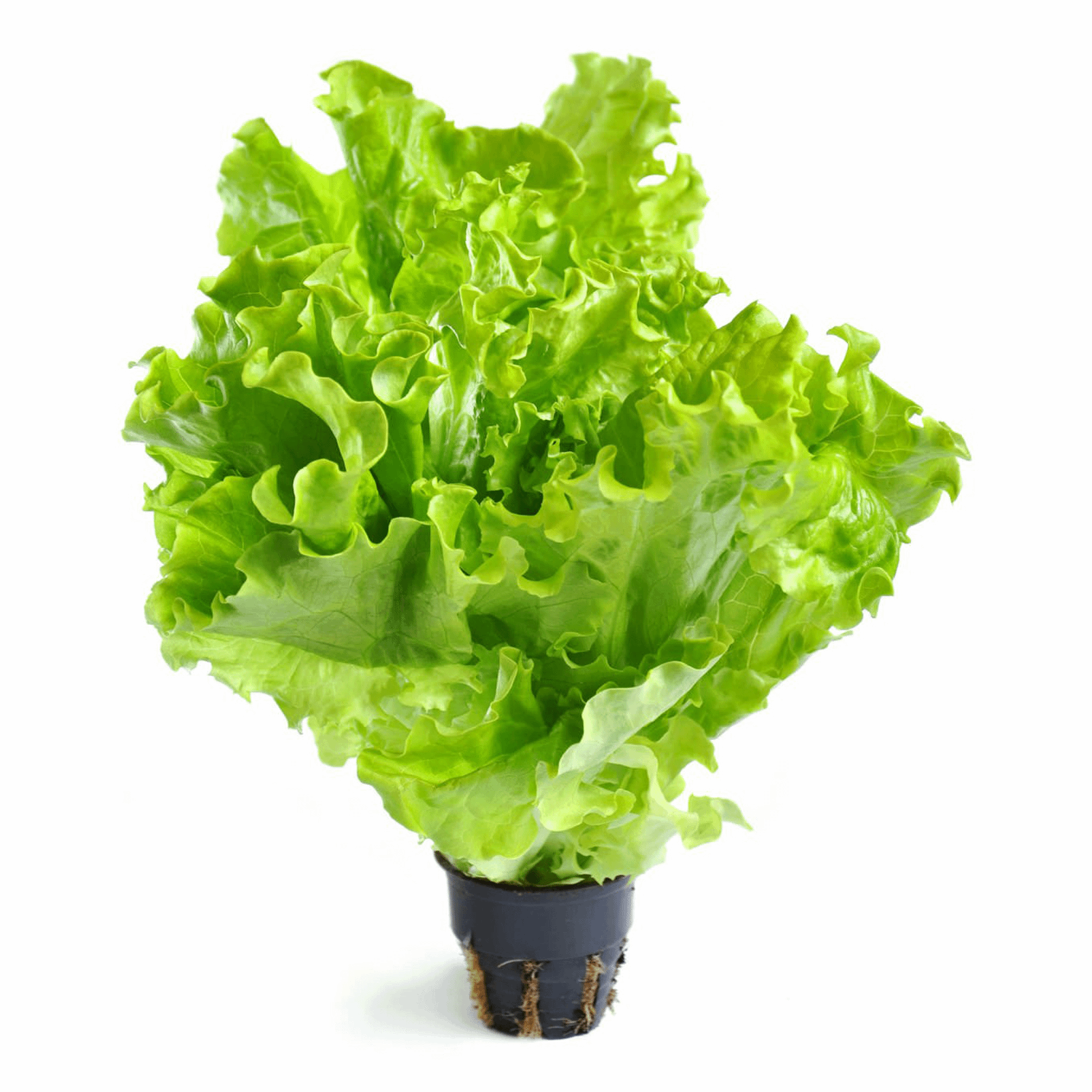 салат зеленый фото