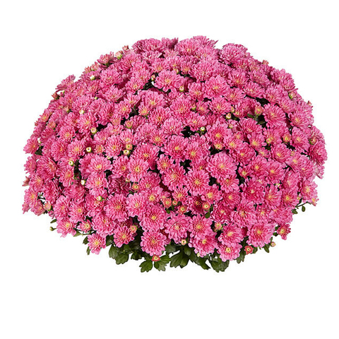 7013 Хризантема мультифлора DITTO DARK PINK (ВЕСНА 2025)