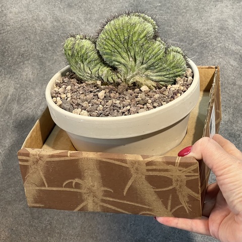 Полаския Чичипе Кристата в керамике d15 (1)