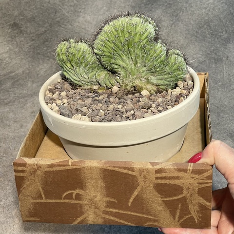 Полаския Чичипе Кристата в керамике d15 (1)