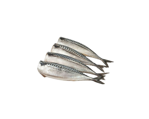 Скумбрия б/г 200-300