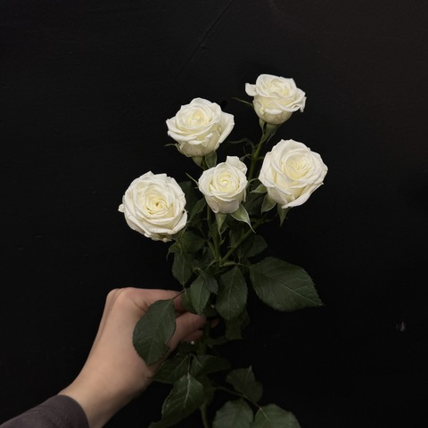 Роза кустовая wedding party 60 см / 1 шт