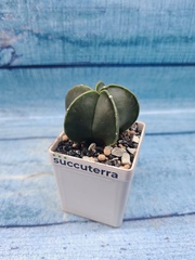 Astrophytum Myriostigma Nudum (Астрофитум)