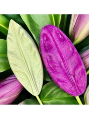 Молд пластиковый+Вайнер силиконовый лепесток лилии 