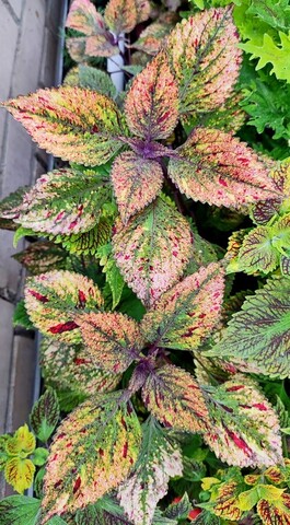 Hanabi Тай колеус КСР