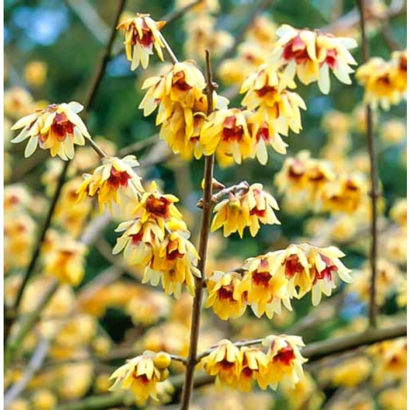 Зимоцвет Химонант ранний Chimonanthus praecox