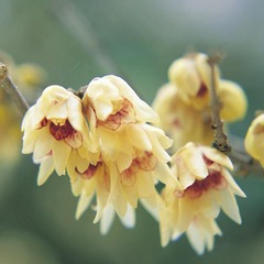 Зимоцвет Химонант ранний Chimonanthus praecox