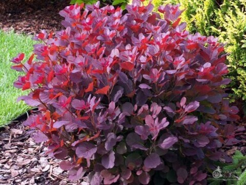 Скумпия кожевенная Роял Перпл