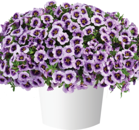 19230 Калибрахоа LIA SPARK LAVENDER (ВЕСНА 2025)