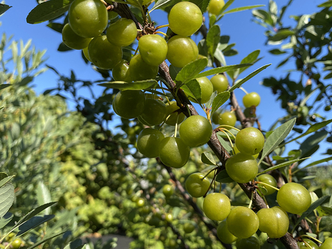 Вишня песчаная Желтоплодная (усл)