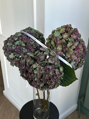 Гортензия в темном оттенке