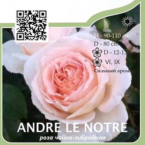 Роза чайно-гибридная 