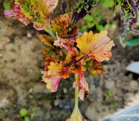 Сенсация LO колеус