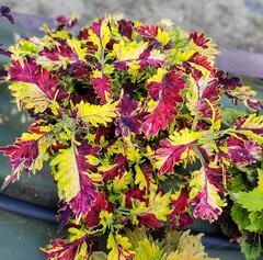 Golden Spark Тай колеус КСР