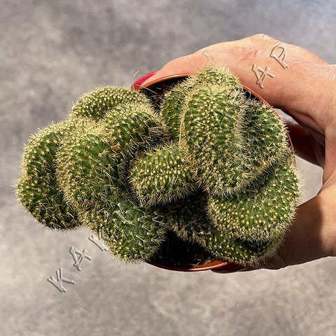 Хилдевинтера Ауреспина Кристата d8