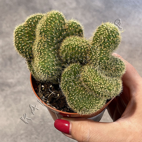 Хилдевинтера Ауреспина Кристата d8