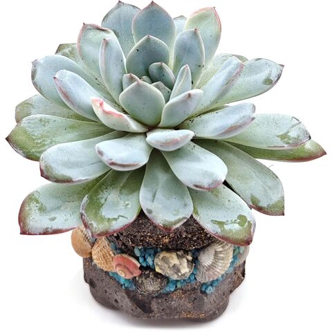 Суккулент Эхеверия Хериус