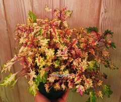 Flash колеус КСР