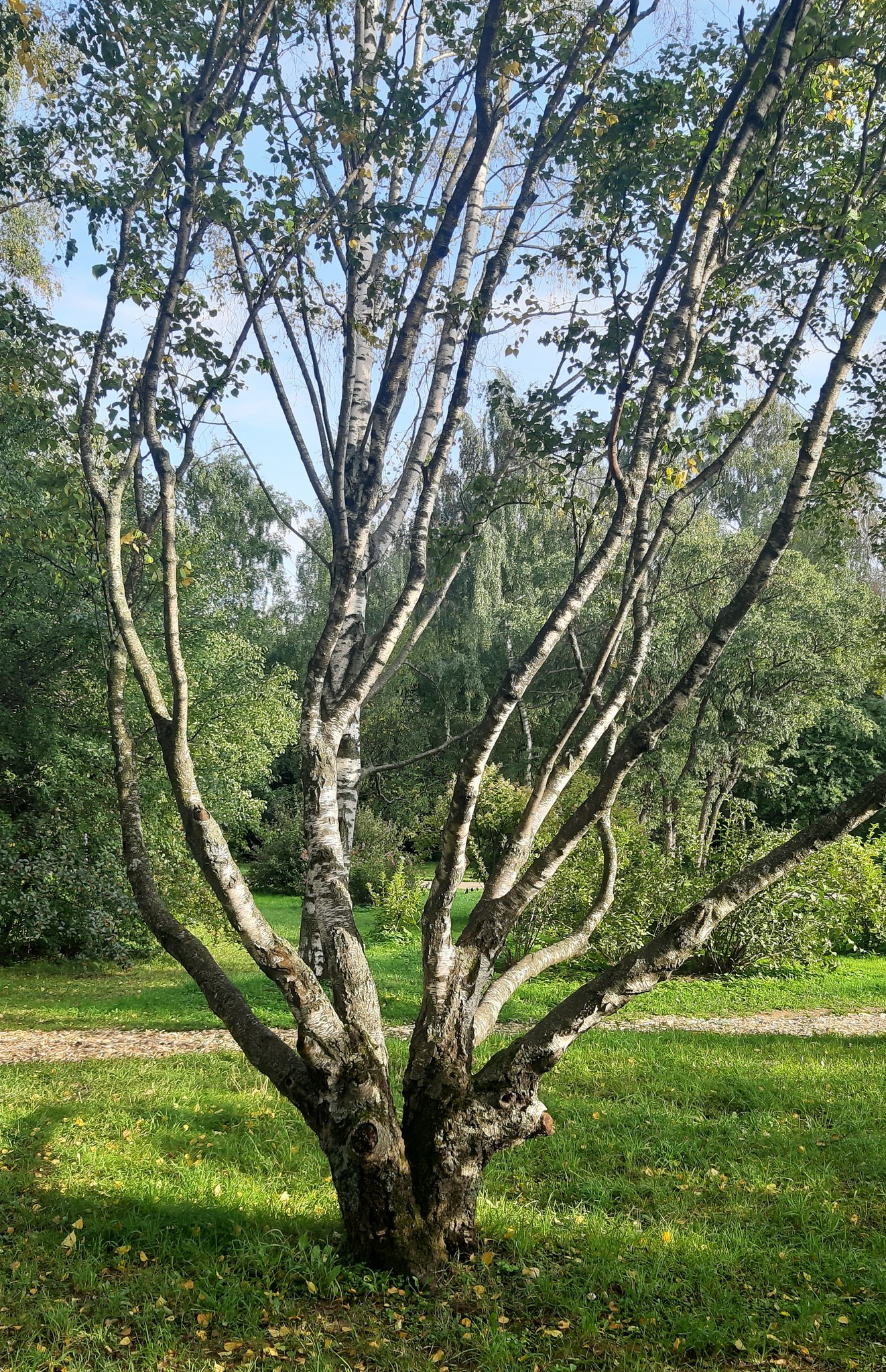 Семена Береза карельская Betula pendula var. Carelica