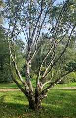 Teofrast Береза карельская Betula pendula var. Carelica