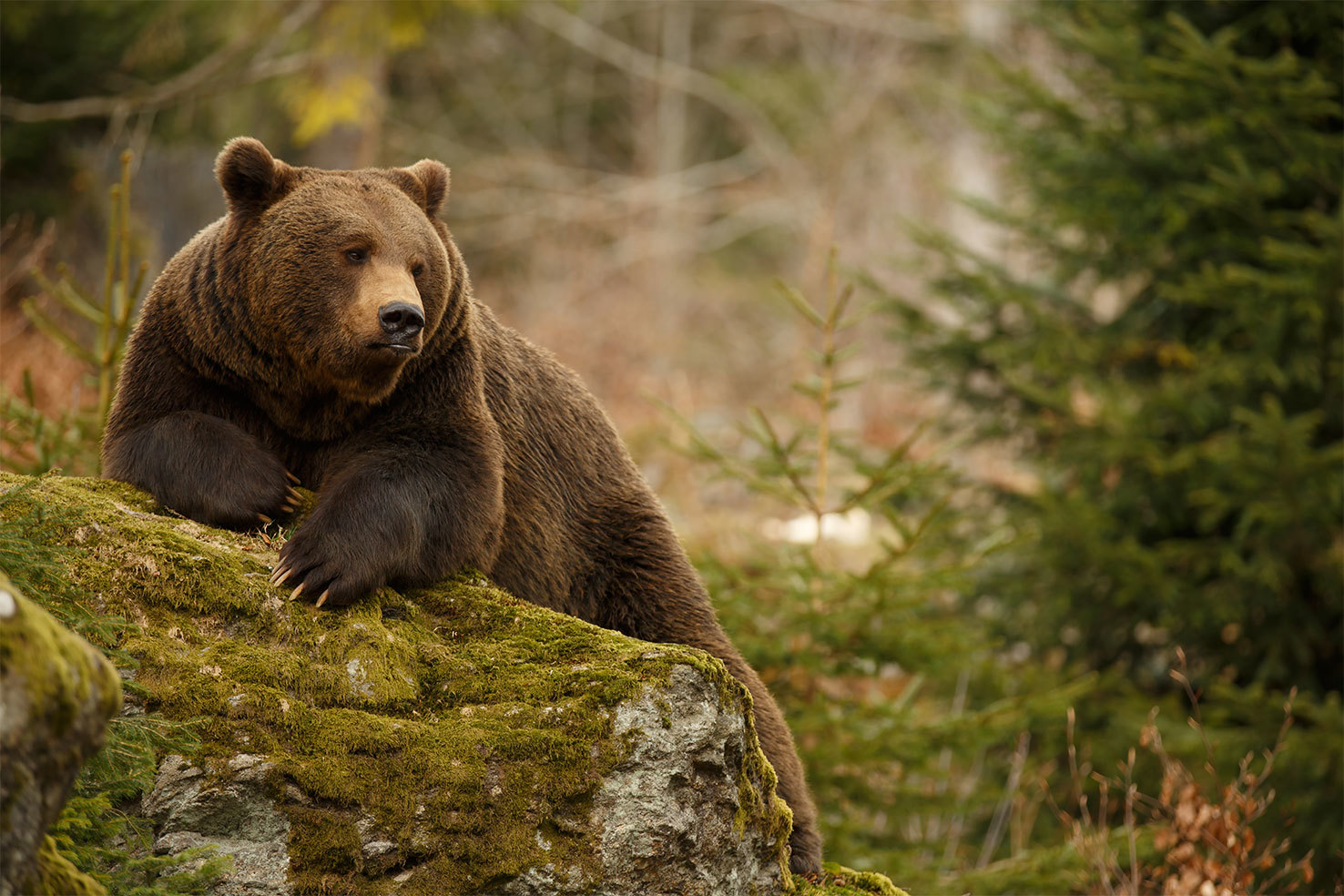 Раскраски лесу, Раскраска медведь ходит по лесу Дикие животные.