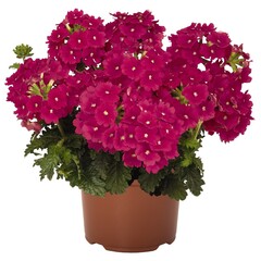 1508 Вербена EMPRESS SUN CHERRY (ОСЕНЬ 2025)