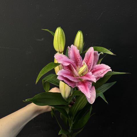 Лилия ярко-розовая махровая 80 см / 1 шт