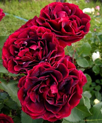 Эпоха Мондадори (Epoca Mondadori)