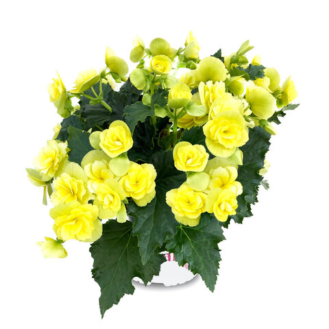 1280 Бегония BK COLLECTION BEEL 4681 (Весна 2026)