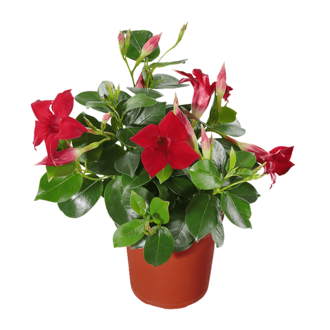 Мандевилла (Дипладения)