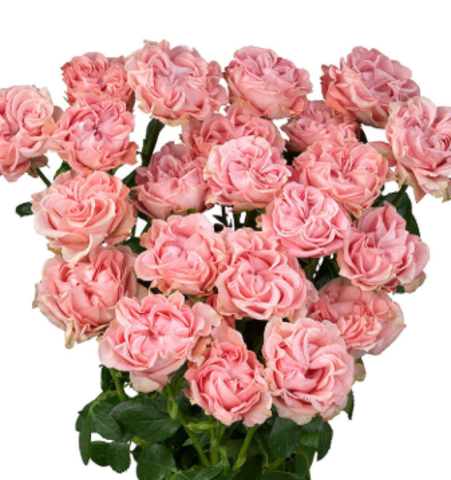 Чик Флоу (Chic Flow)